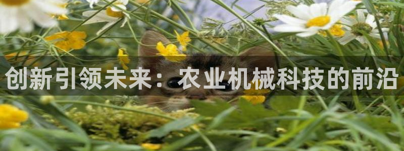 琥珀鸿运是啥平台